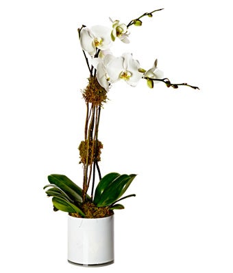A double-stem white phalaenopsis orchid plant potted elegantly with moss in a glass cube vase.