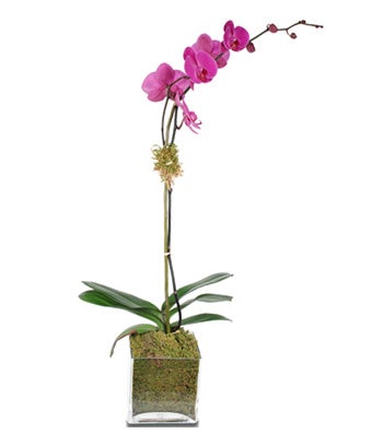 Purple Single-Stem Orchid Plant - H.Bloom