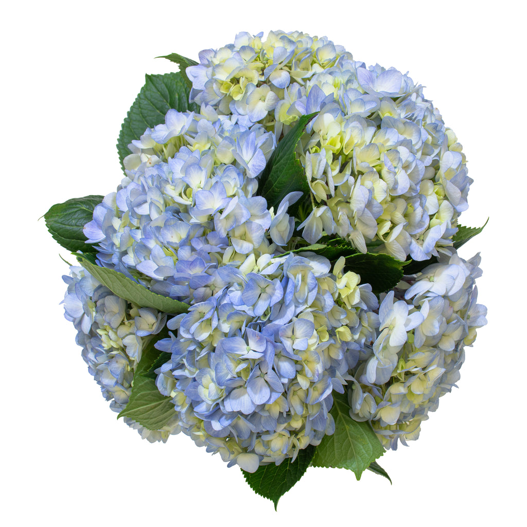 A cool bouquet of approximately 5 light blue premium hydrangea stems.