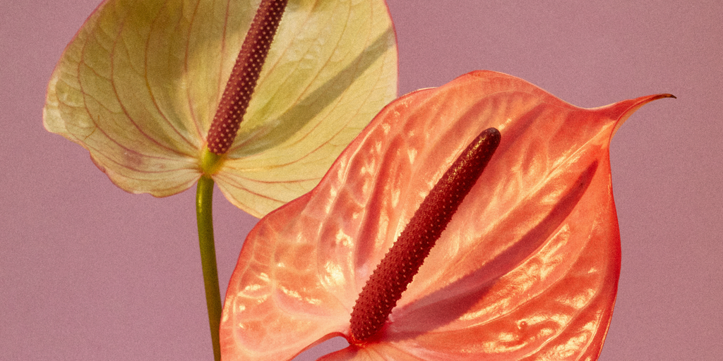All About Anthuriums