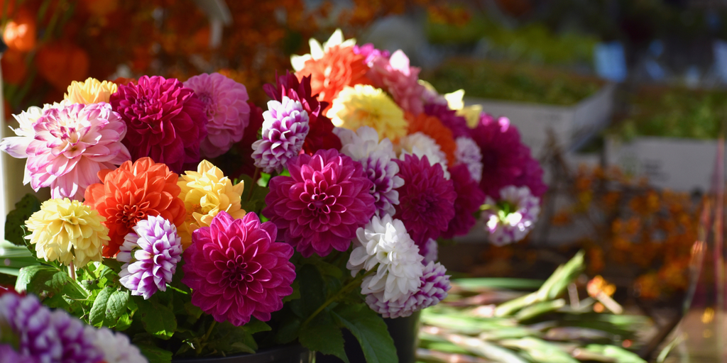 Flower Glossary: The Meanings of Dahlias Based on Their Colors