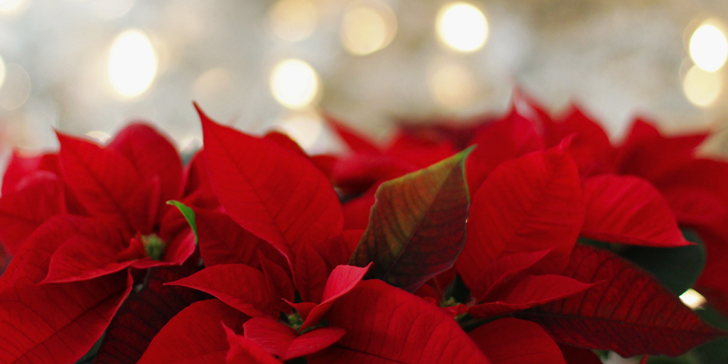 Our Favorite Holiday Gifts