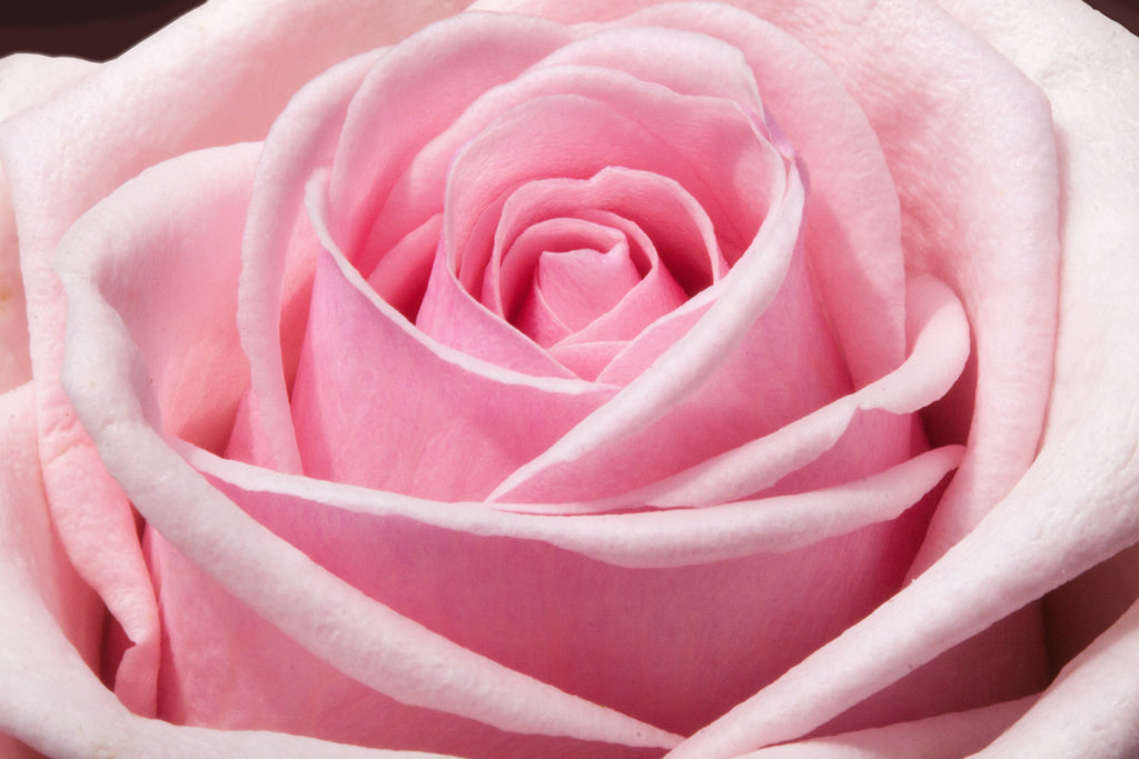 Flower Glossary: The Meanings of Roses Based on Their Colors