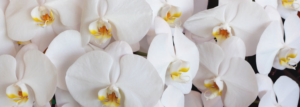 Elegant white orchid background