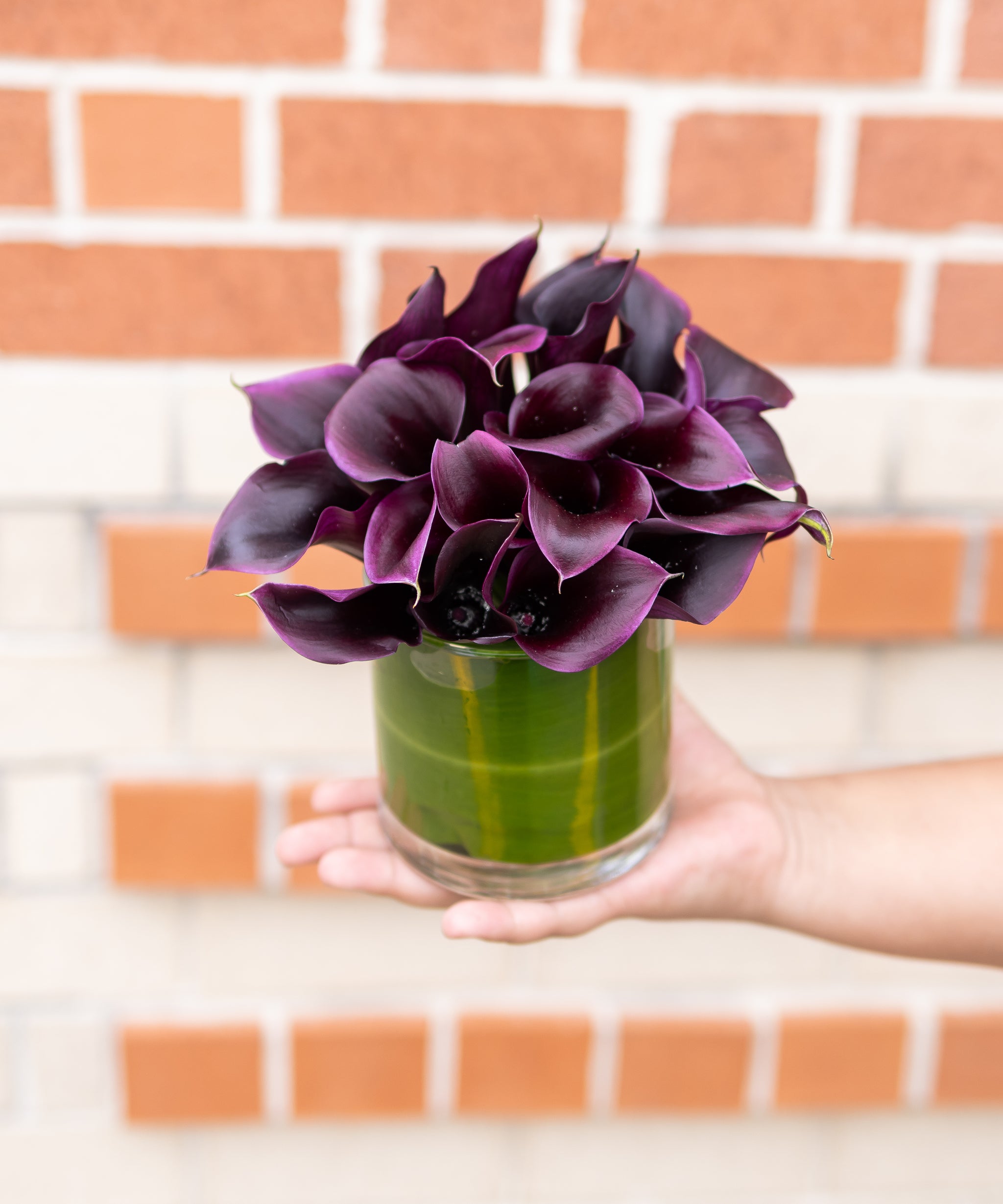 black calla lily plant for sale Black Calla Lily Cylinder – H.Bloom