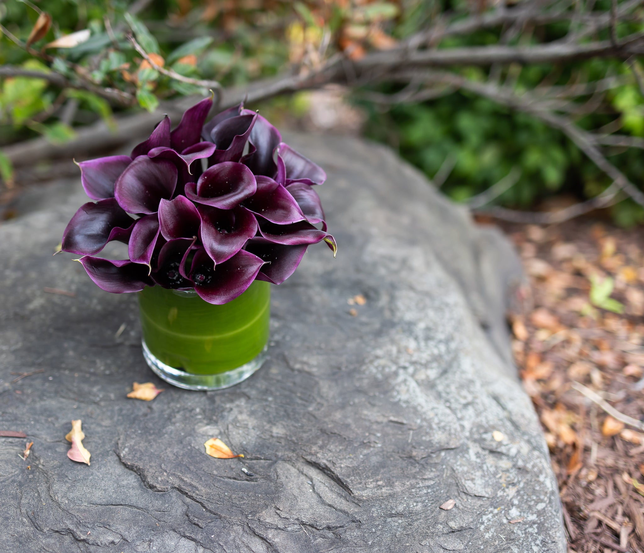 plage calla lily ジレ (black) Odessa Black Calla Lily Flower Bulb Pretty Flowers, Check