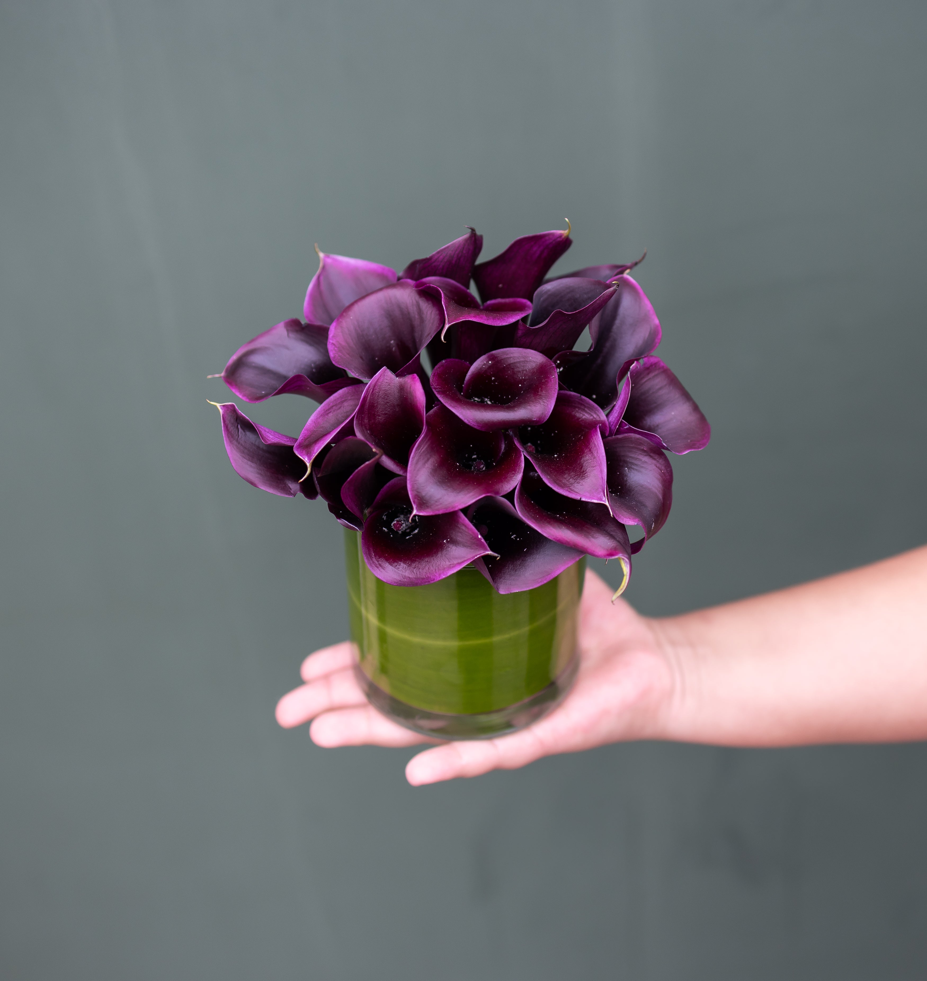 lily black flower Black Calla Lily Cylinder – H.Bloom