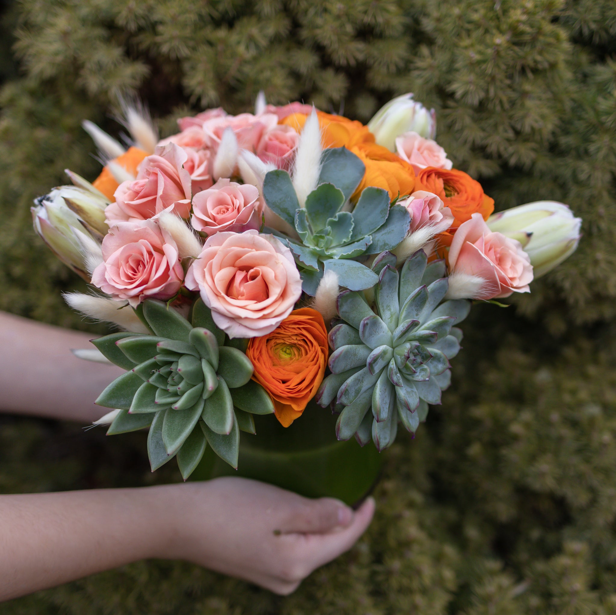 succulents phoenix Phoenix – H.Bloom
