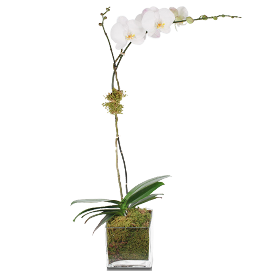 house plant with single white flower White Single-Stem Orchid Plant – H.Bloom