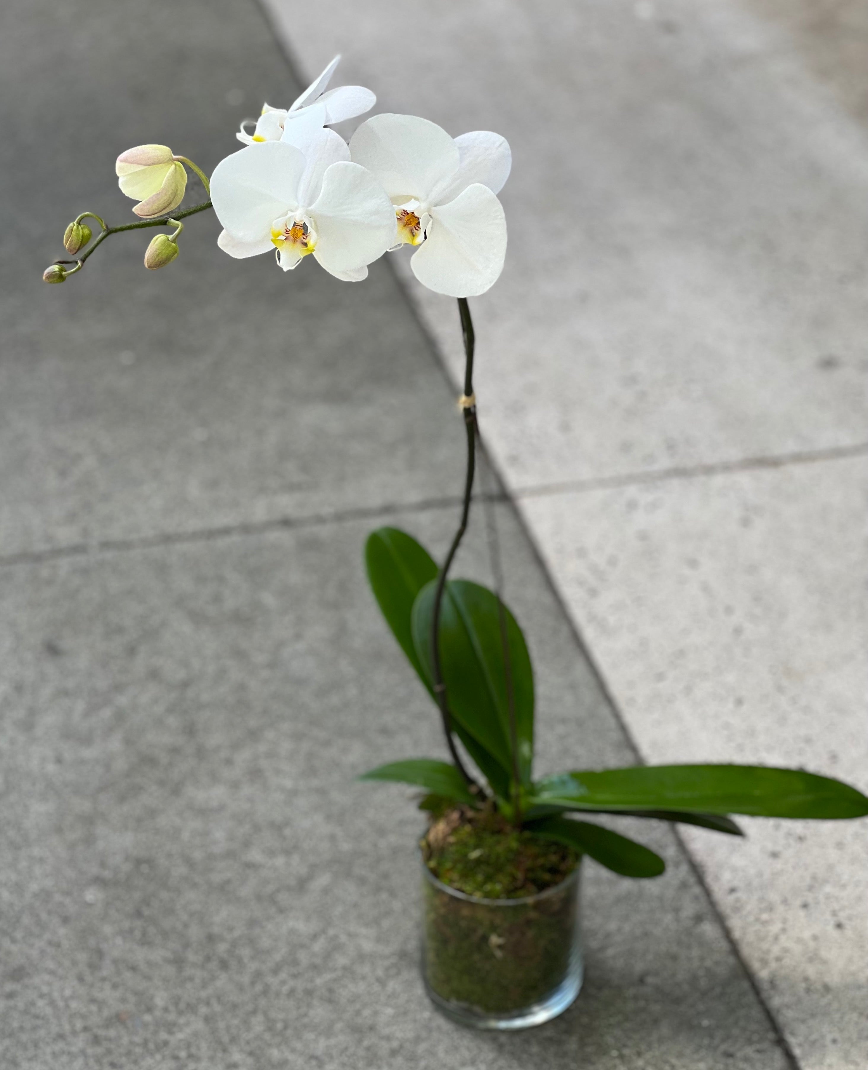 orchid house plants White Single-Stem Orchid Plant – H.Bloom