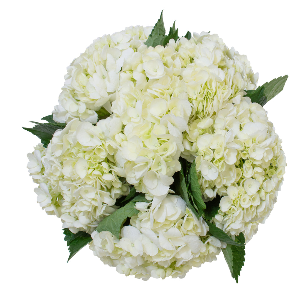 A Premium White Hydrangea Bouquet - H.Bloom