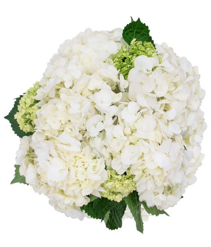 White and Mini Green Hydrangea Bouquet - H.Bloom