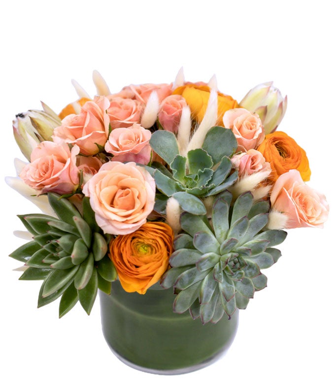 succulents for sale phoenix Phoenix – H.Bloom