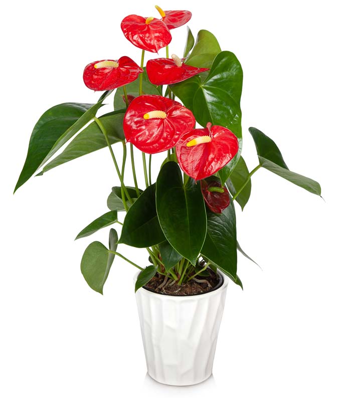 premium anthurium Anthurium Plant – H.Bloom