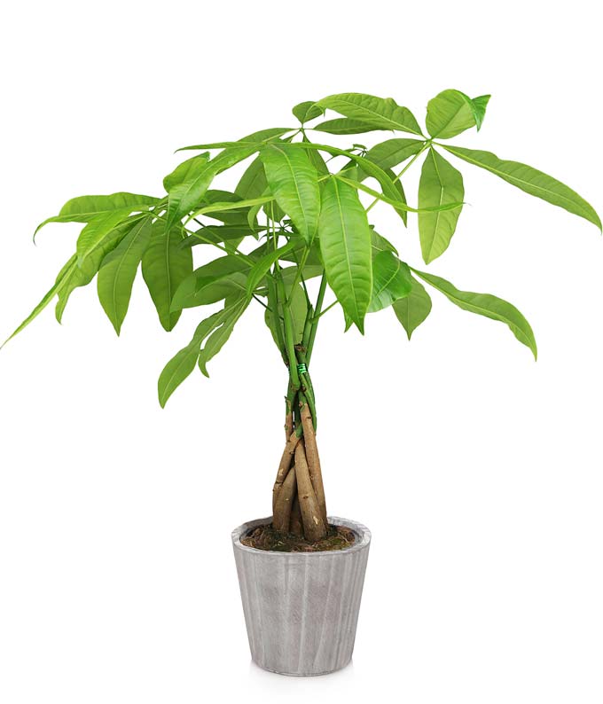 money tree hardiness Modern Money Tree – H.Bloom