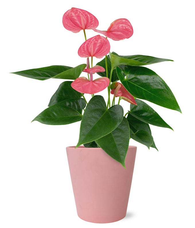 bright pink plant pot Perfectly Pink Potted Anthurium – H.Bloom
