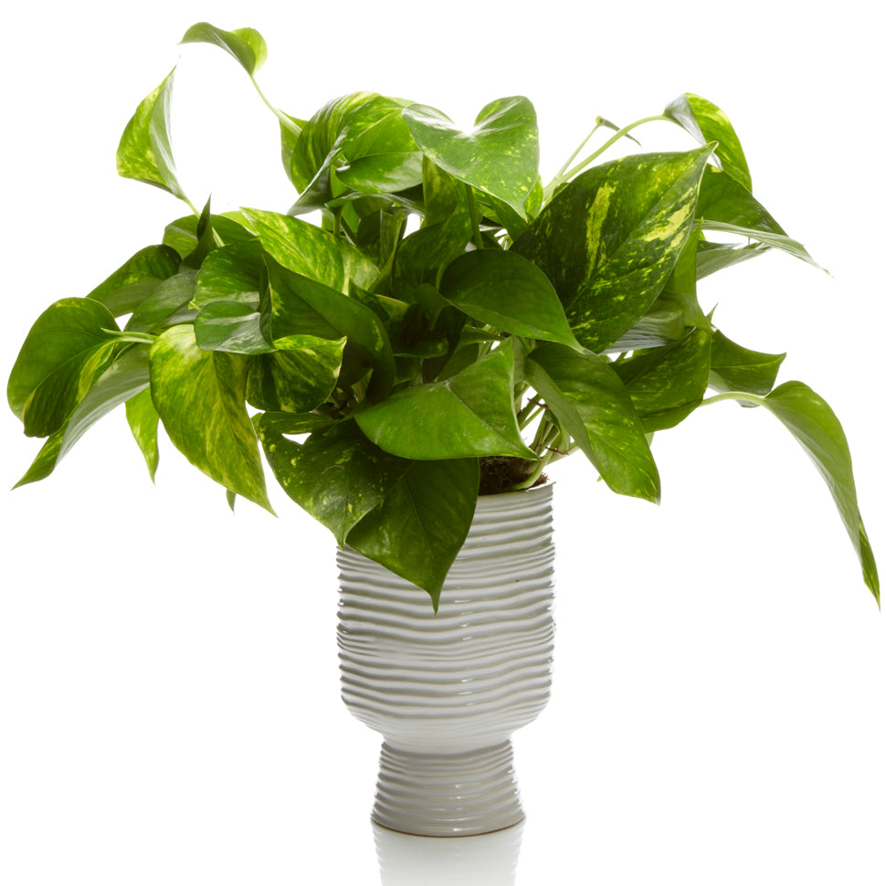 pothos in vase Potted Pothos – H.Bloom