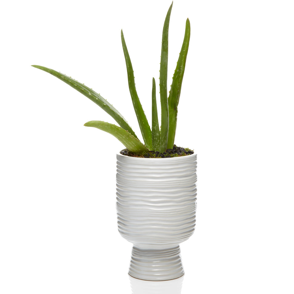 Luxury Aloe Vera Plant - H.Bloom