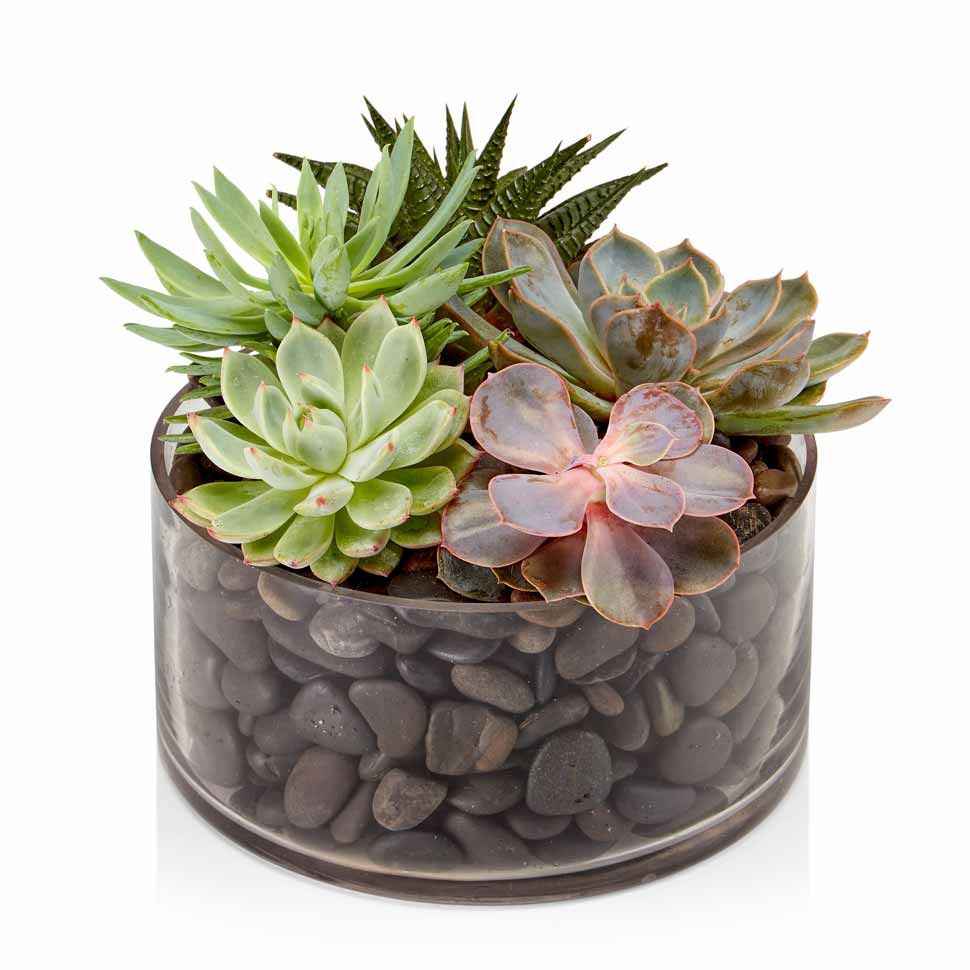 A glass dish filled with moss or stone and an assortment of premium succulents.