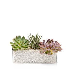 A rectangle glass vase filled with moss or white gravel and a trio of assorted premium succulents.
