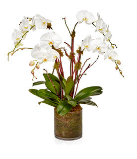 4-Stem White Phalaenopsis Orchid Plant - H.Bloom